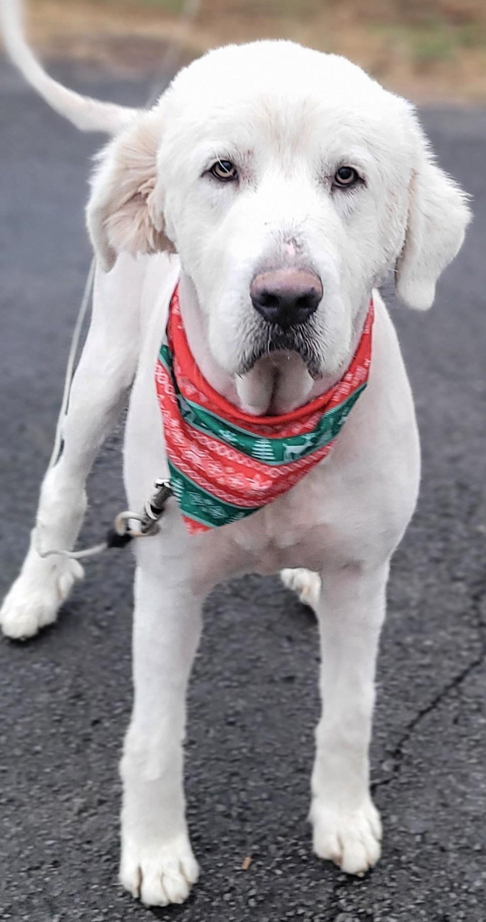 Preacher #2, ADOPTABLE, Young Male Yellow Labrador Retriever & Great Pyrenees.