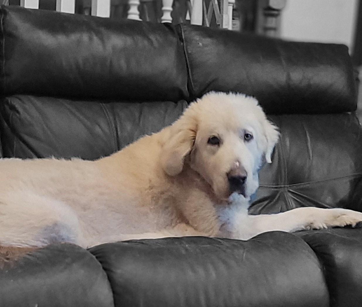 Enlarge Preacher #2, a ADOPTABLE mixed breed in Killingworth, CT image 2/6