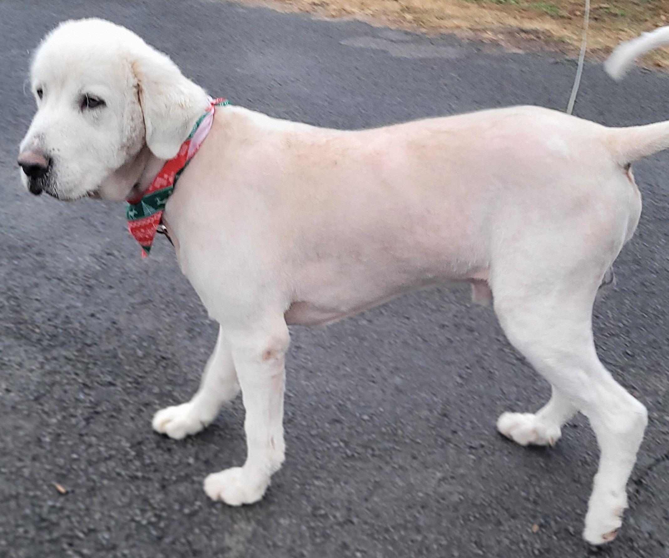 Enlarge Preacher #2, a ADOPTABLE mixed breed in Killingworth, CT image 5/6