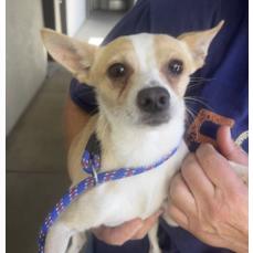 Carl Dean, Adoptable, Adult Male Chihuahua.