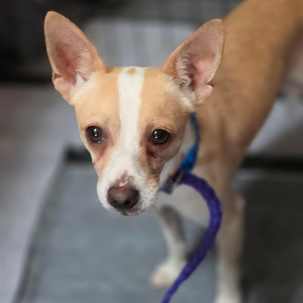 Enlarge Carl Dean, a Adoptable Chihuahua in Redmond, WA image 2/2