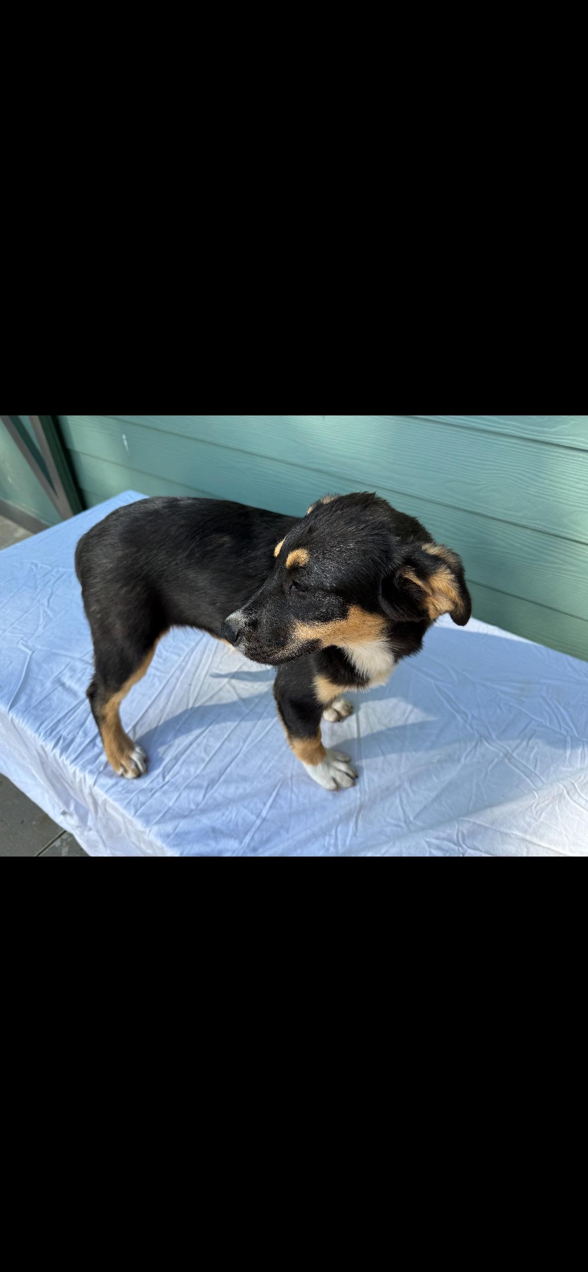 Enlarge Pippy, a ADOPTABLE mixed breed in Lincoln University, PA image 2/3
