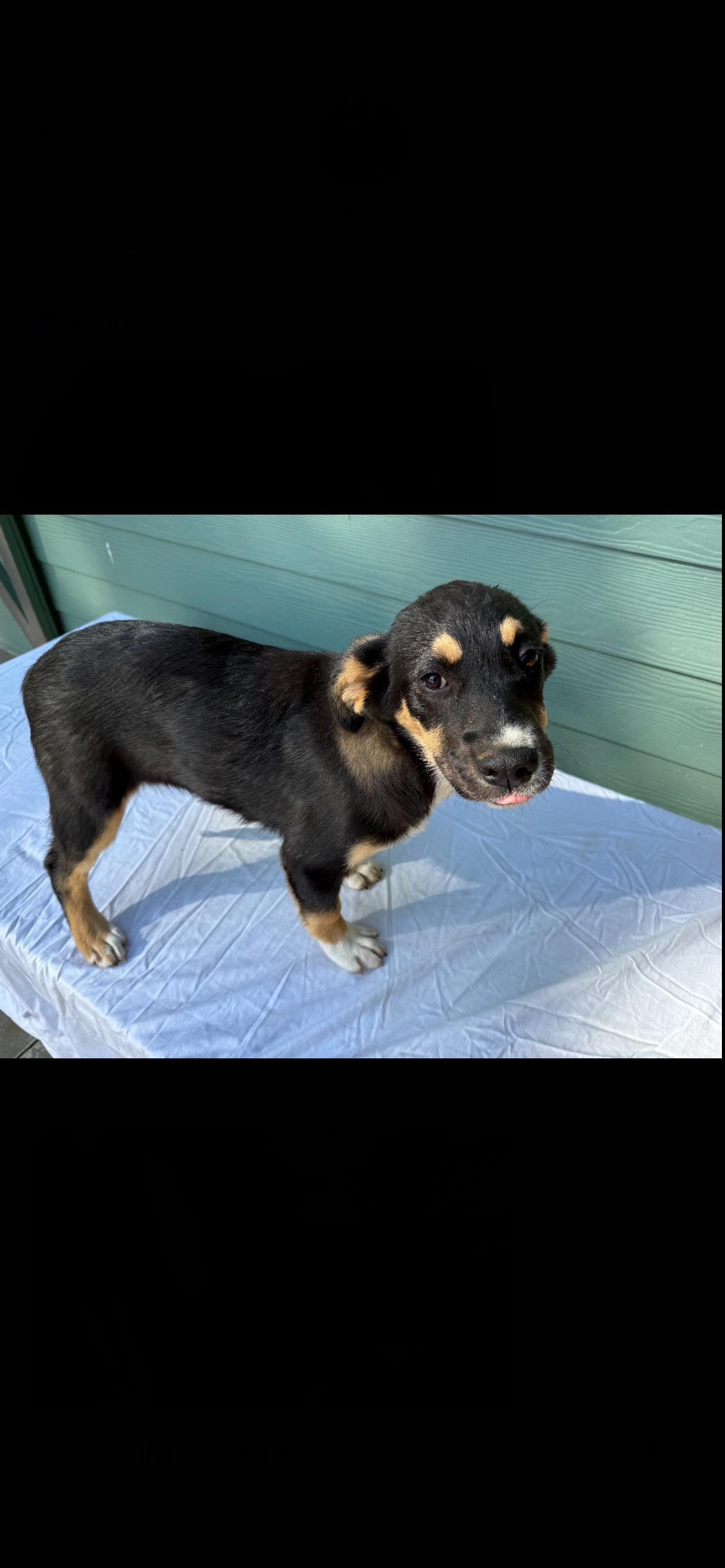 Pippy, ADOPTABLE, Puppy Female Beagle & Shepherd.