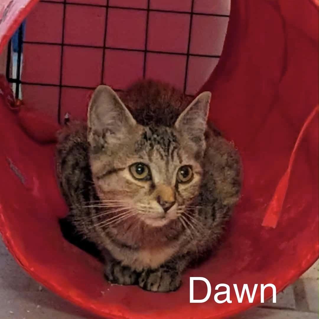 Summer & Dawn