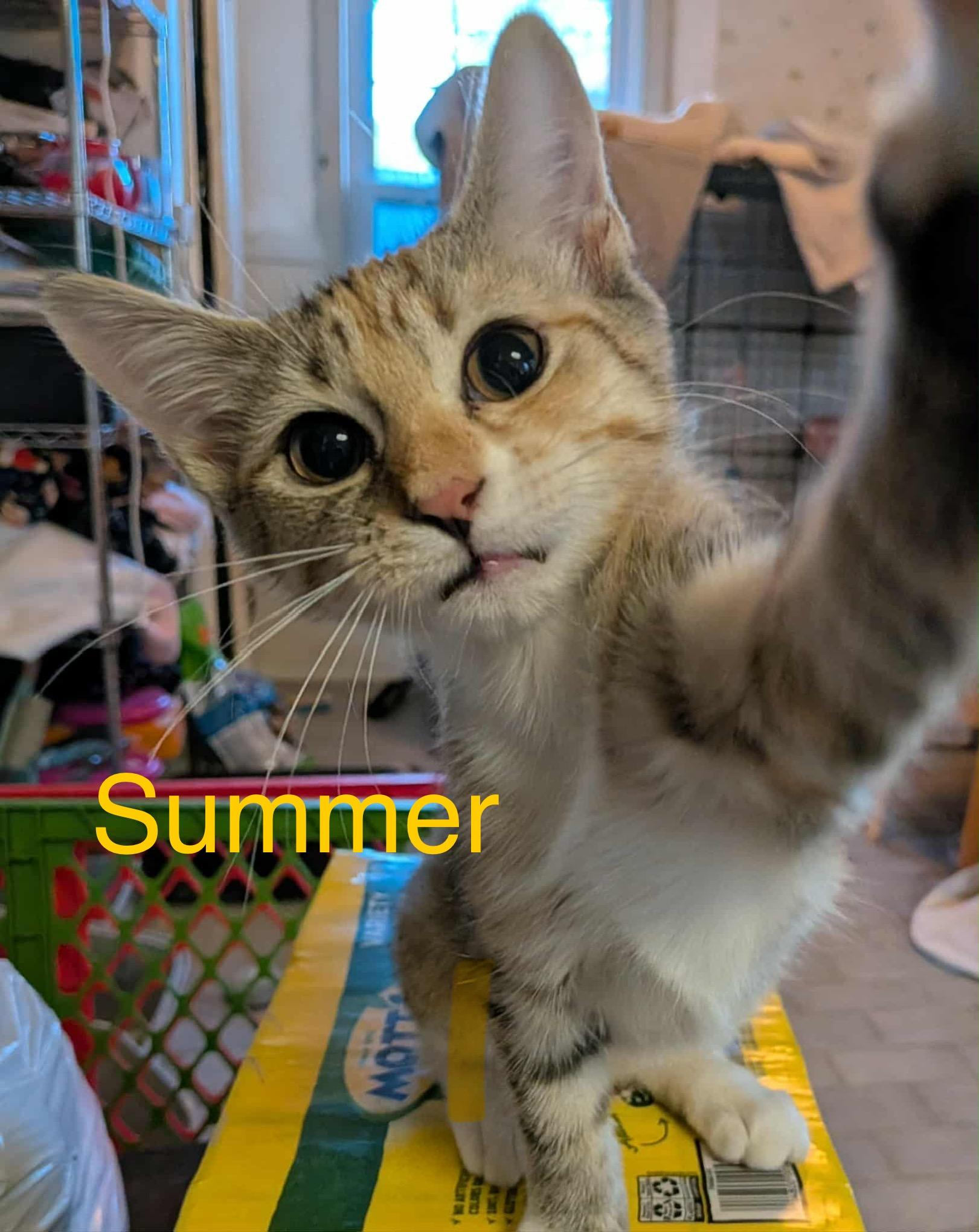 Summer & Dawn