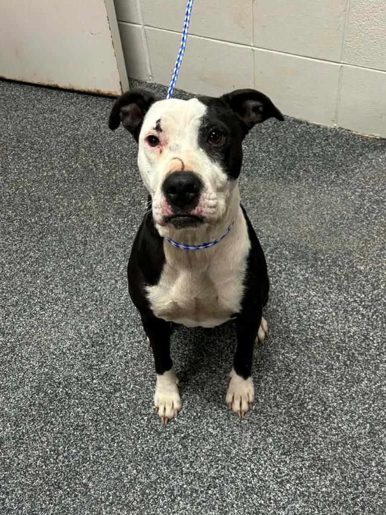 Kimchi, Adoptable, Adult Female Mixed Breed.