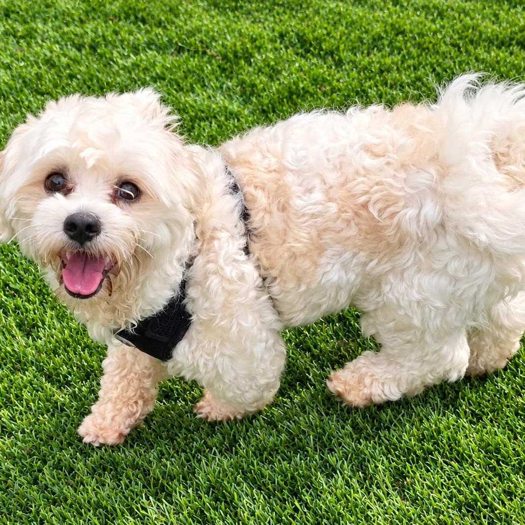 Enlarge Tyler, a Adopted Maltese in Anderson, SC image 2/5