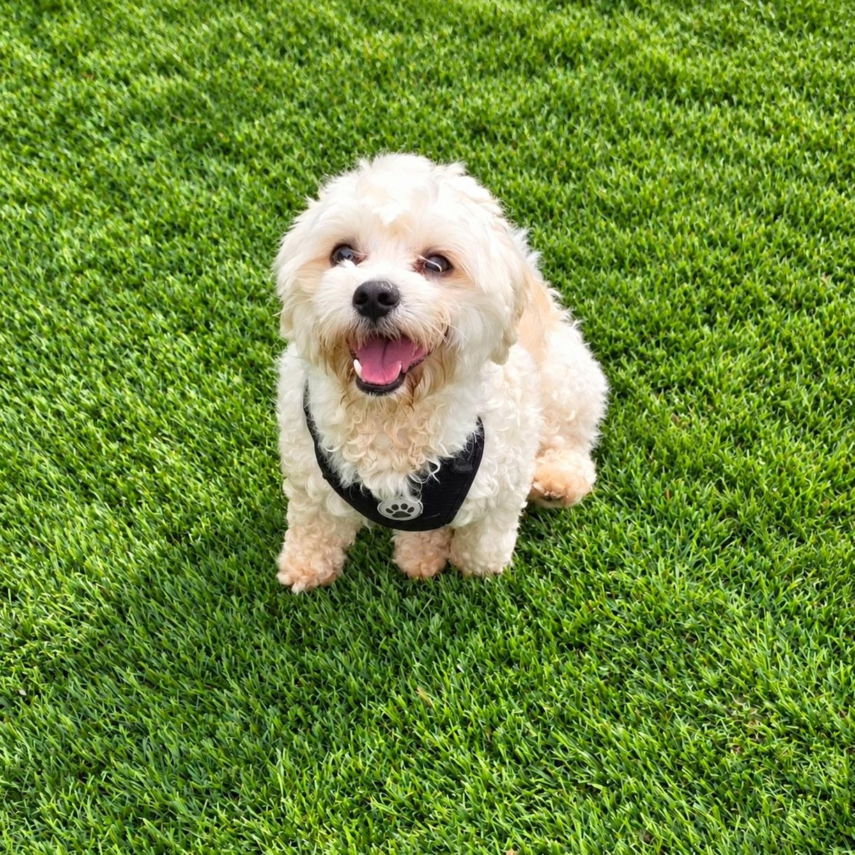 Enlarge Tyler, a Adopted Maltese in Anderson, SC image 1/5