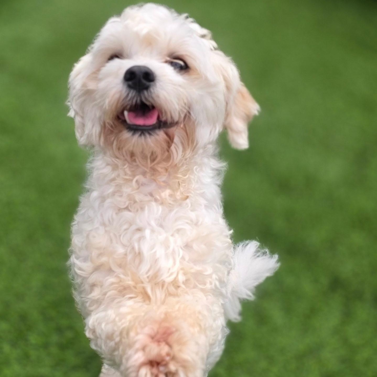 Enlarge Tyler, a Adopted Maltese in Anderson, SC image 3/5
