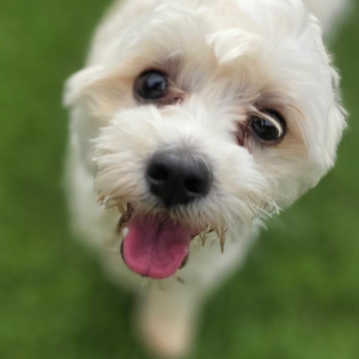 Enlarge Tyler, a Adopted Maltese in Anderson, SC image 5/5
