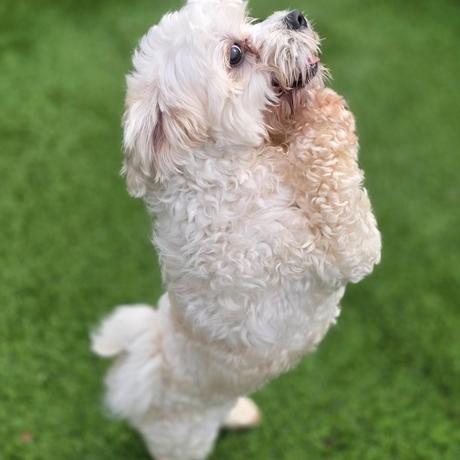 Enlarge Tyler, a Adopted Maltese in Anderson, SC image 4/5