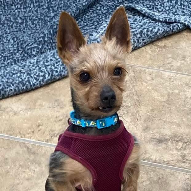Enlarge Ricky, a ADOPTABLE Yorkshire Terrier in Syracuse, NY image 2/2