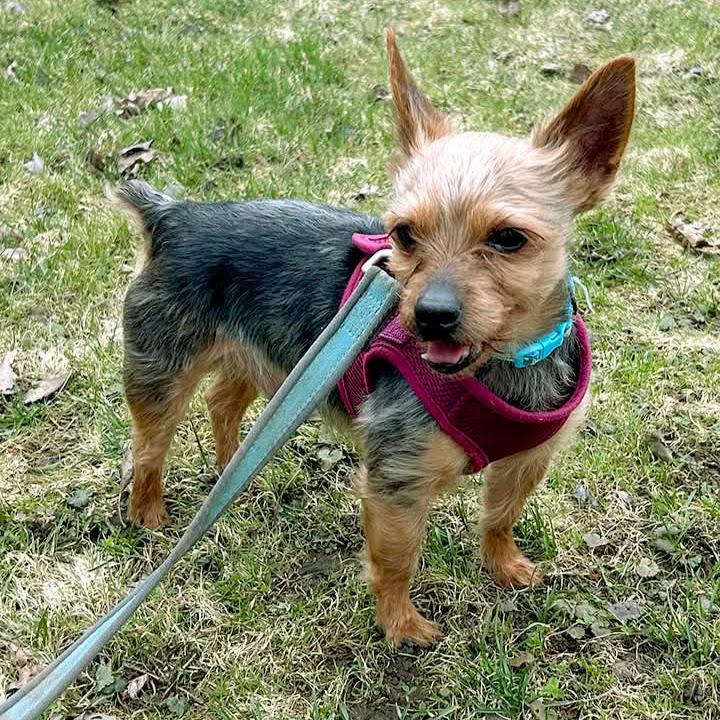 Enlarge Ricky, a ADOPTABLE Yorkshire Terrier in Syracuse, NY image 1/2