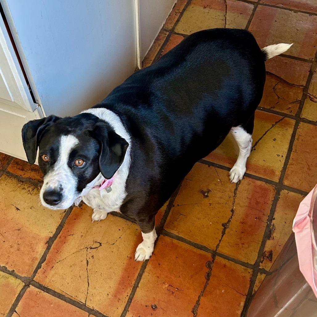 Tinsley, a Adoptable Border Collie in Fairfax Station, VA image 1/3