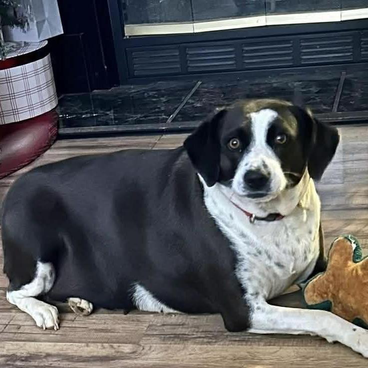 Tinsley, a Adoptable Border Collie in Fairfax Station, VA image 2/3