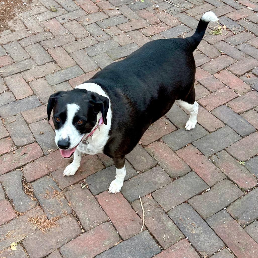 Tinsley, a Adoptable Border Collie in Fairfax Station, VA image 3/3