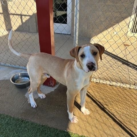 Sunny, adopted, Adult Male Labrador Retriever & Pit Bull Terrier.