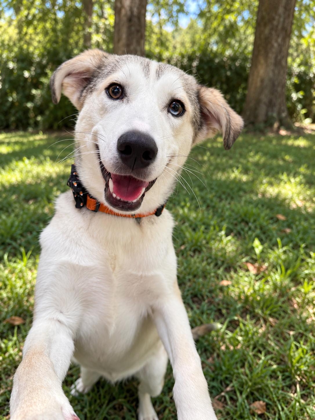 Kalik, Adoptable, Puppy Male Siberian Husky.