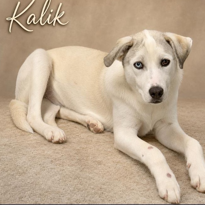 Enlarge Kalik, a Adoptable mixed breed in Boca Raton, FL image 2/2