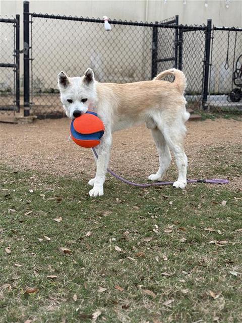 TRAVIS, Adoptable, Adult Male Akita & Mixed Breed.