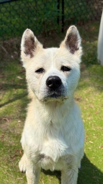 Enlarge TRAVIS, a Adoptable mixed breed in Sugar Land, TX image 1/1