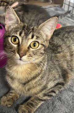 Reina, Adoptable, Adult Female Domestic Short Hair & Domestic Short Hair.