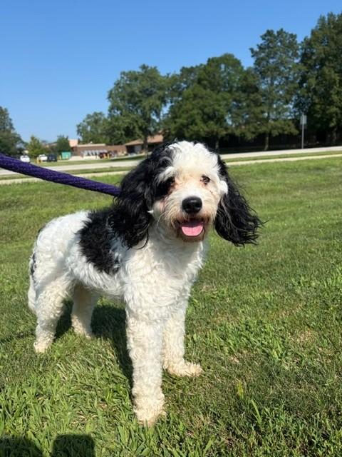 Bailey, ADOPTABLE, Adult Male Miniature Poodle.