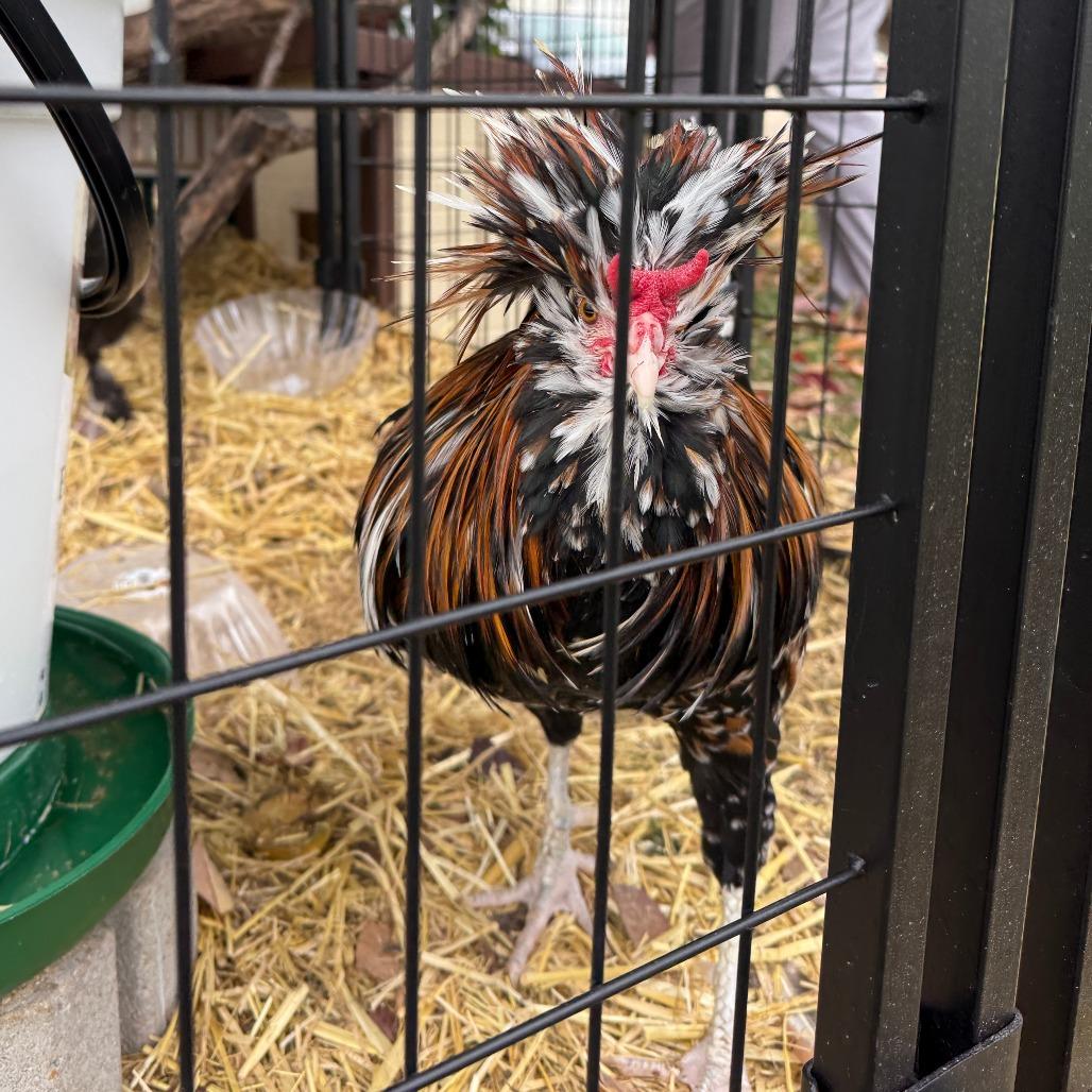 Terrance, Adoptable, Young Male Chicken.