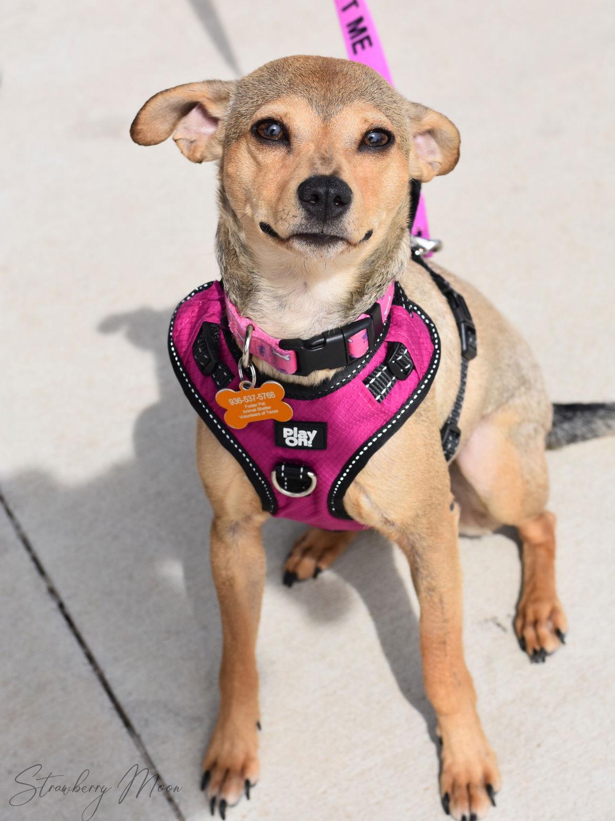 Strawberry Moon, Adoptable, Young Female Terrier & Chihuahua.