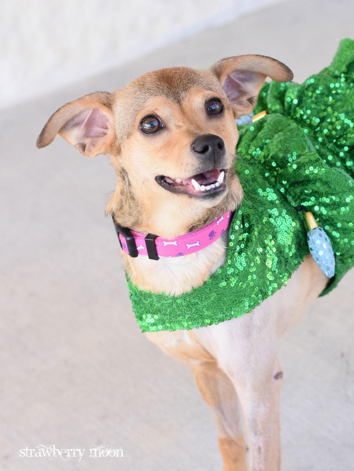 Enlarge Strawberry Moon, a Adoptable mixed breed in Montgomery, TX image 1/3