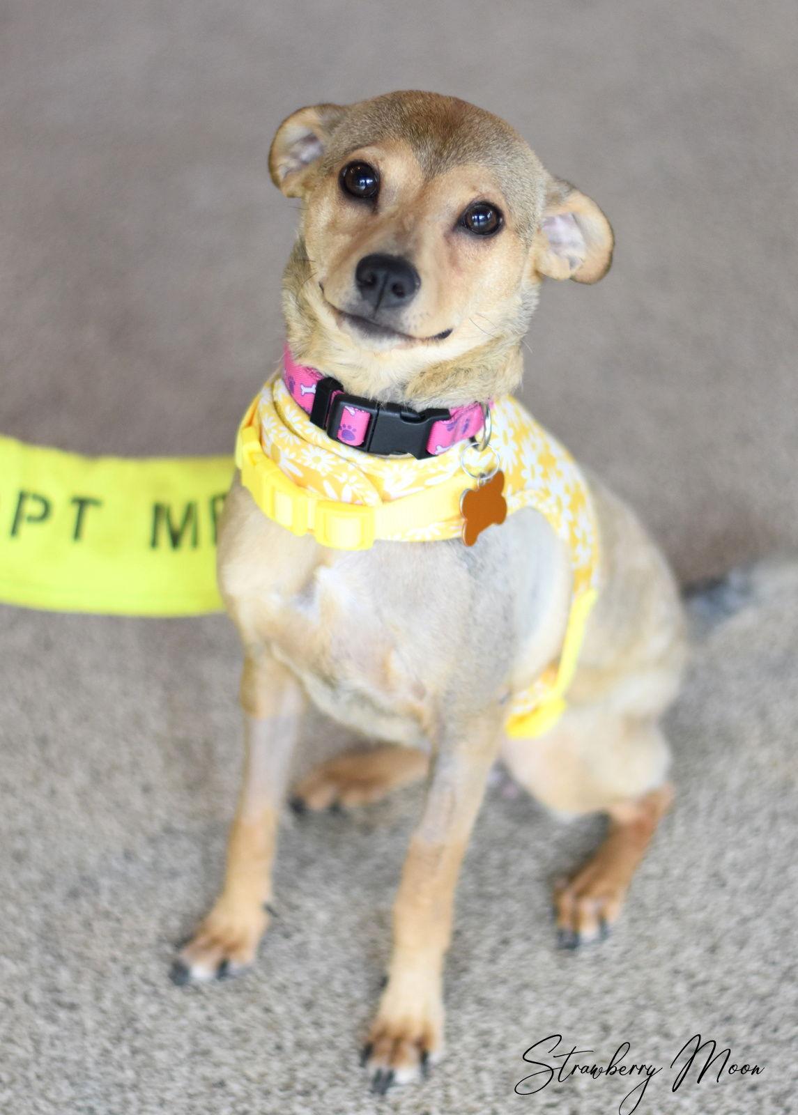 Strawberry Moon, Adoptable, Young Female Terrier & Chihuahua.