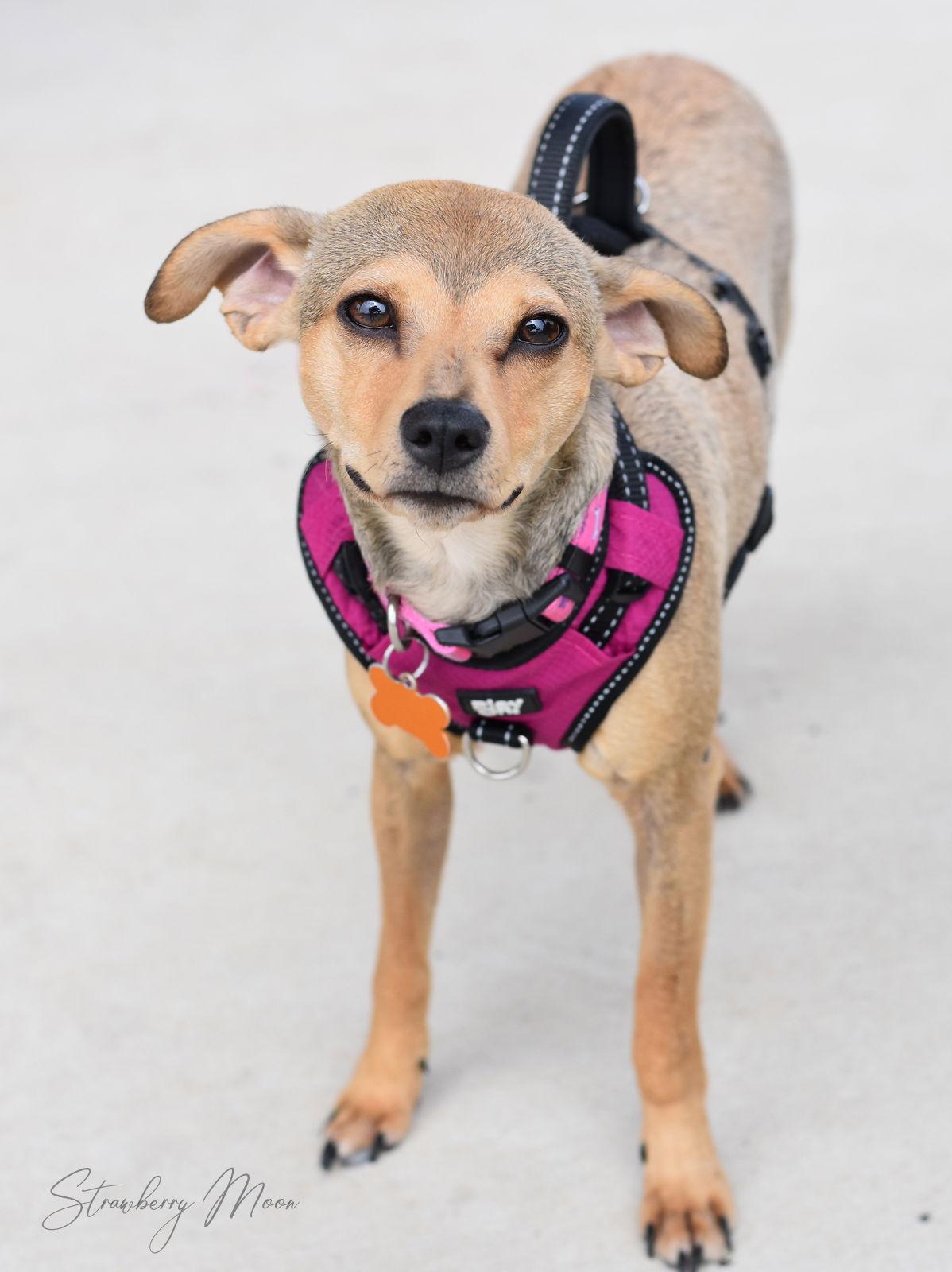 Strawberry Moon, a Adoptable mixed breed in Montgomery, TX image 2/3