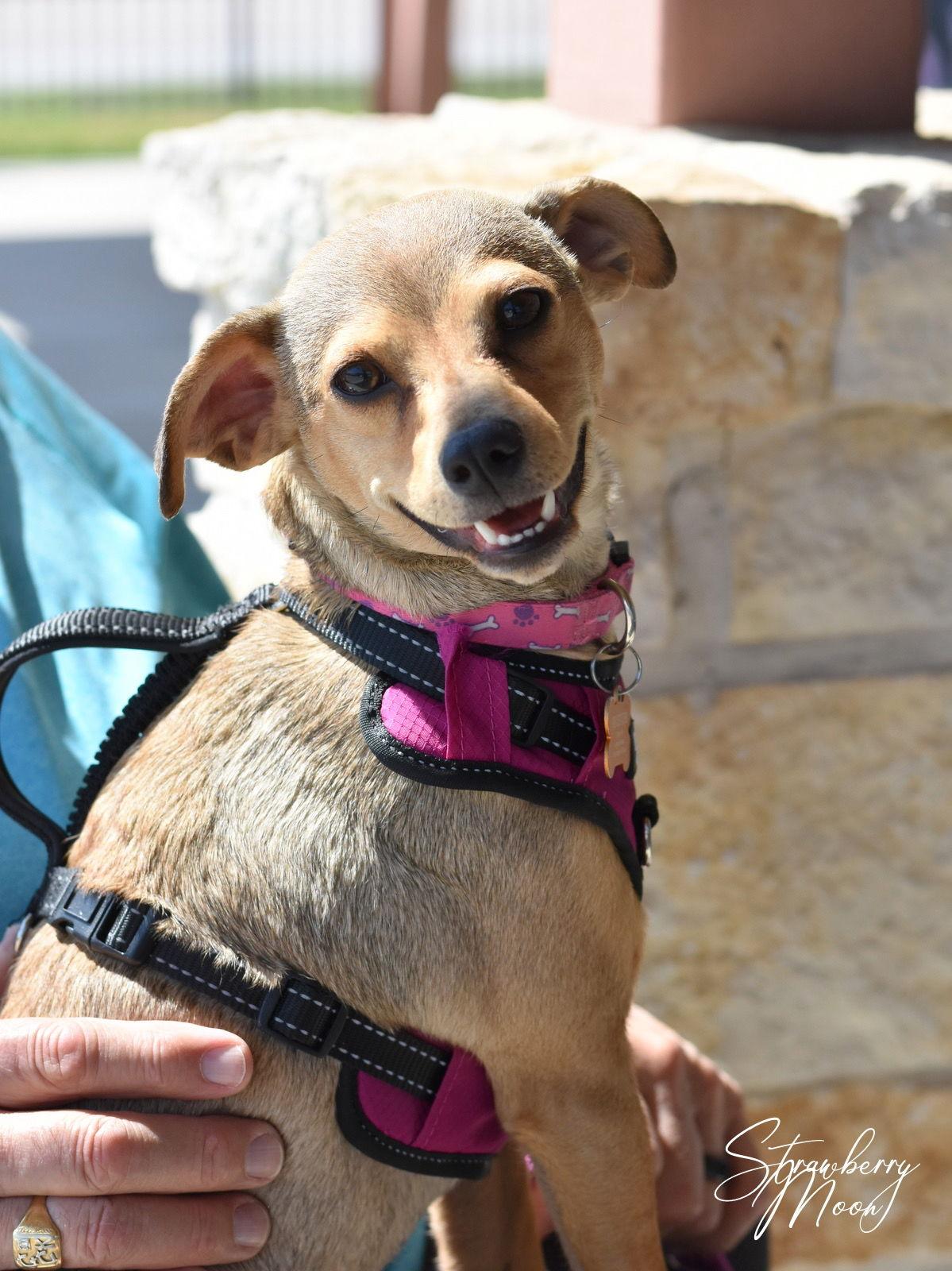 Strawberry Moon, a Adoptable mixed breed in Montgomery, TX image 3/3