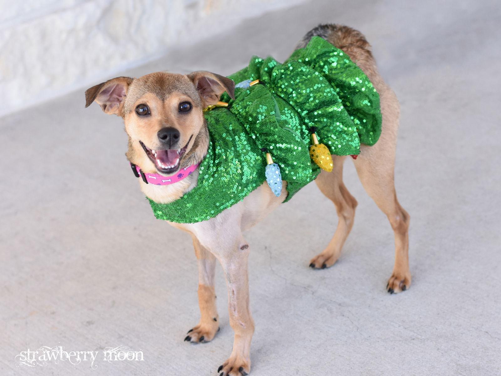 Enlarge Strawberry Moon, a Adoptable mixed breed in Montgomery, TX image 2/3