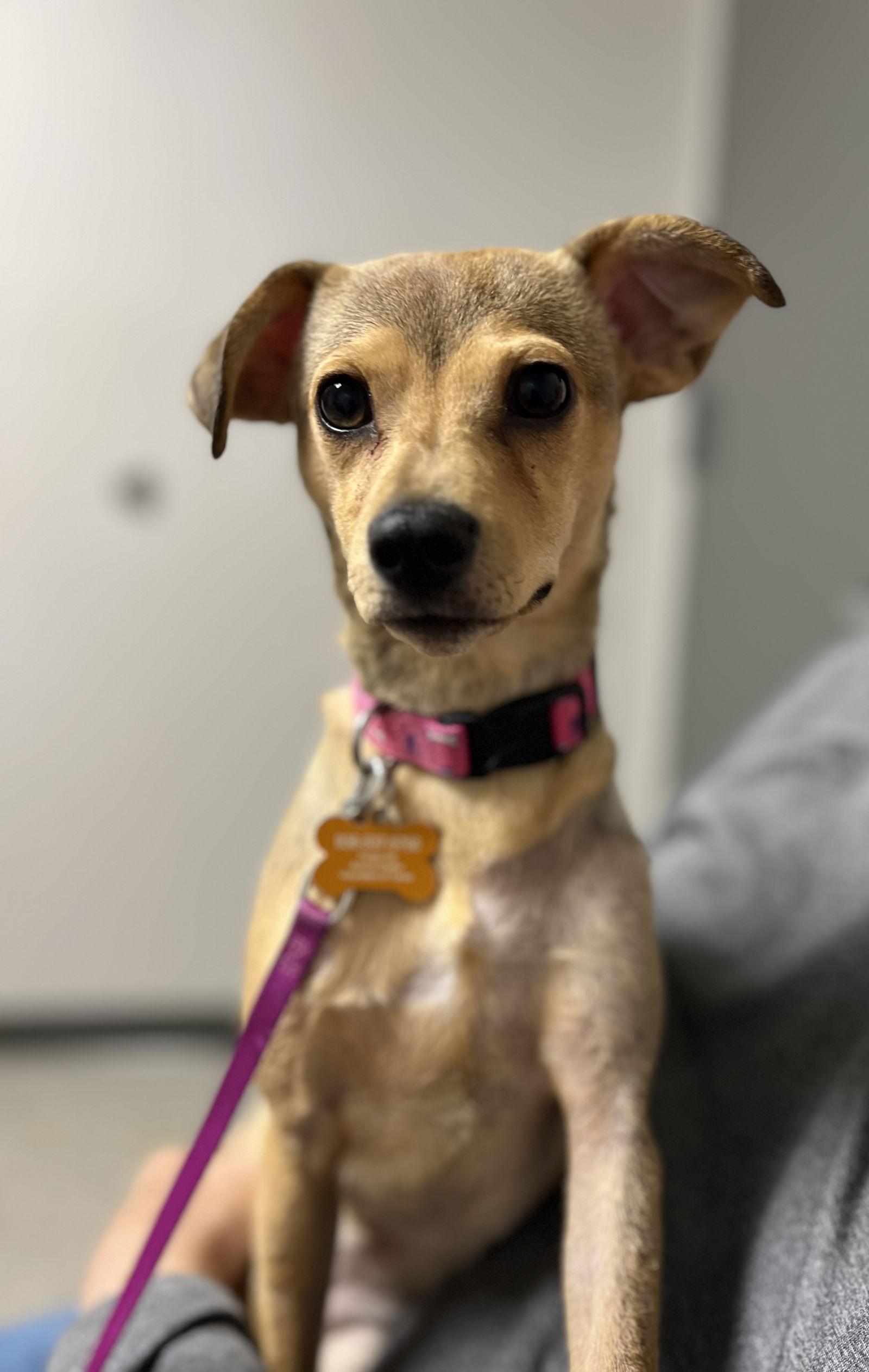 Enlarge Strawberry Moon, a Adoptable mixed breed in Montgomery, TX image 3/3