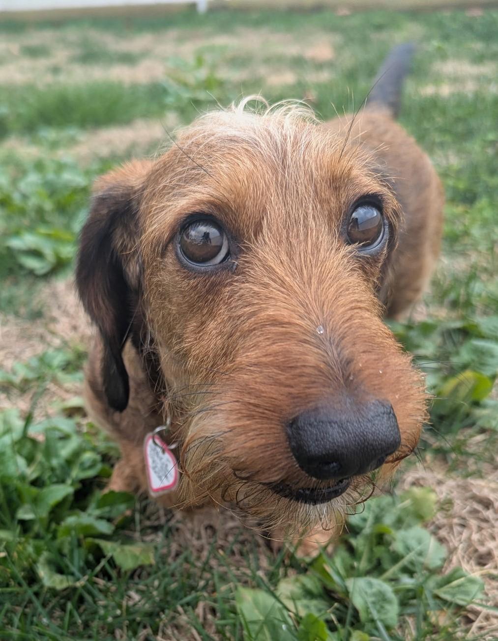 Enlarge Stevie in TN, a ADOPTABLE Dachshund in Shelbyville, TN image 2/6