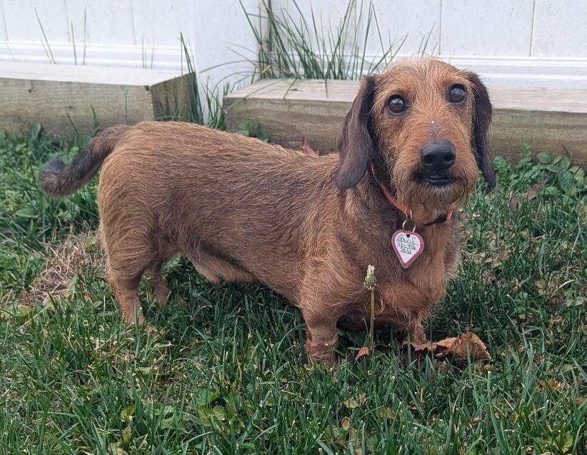 Enlarge Stevie in TN, a ADOPTABLE Dachshund in Shelbyville, TN image 6/6