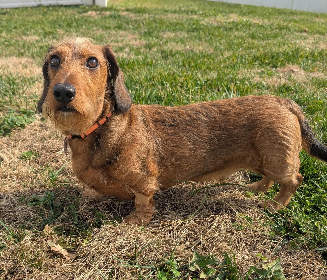 Enlarge Stevie in TN, a ADOPTABLE Dachshund in Shelbyville, TN image 5/6