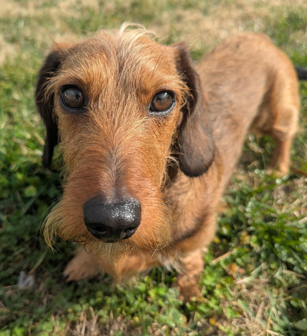 Stevie in TN, ADOPTABLE, Adult Male Dachshund.