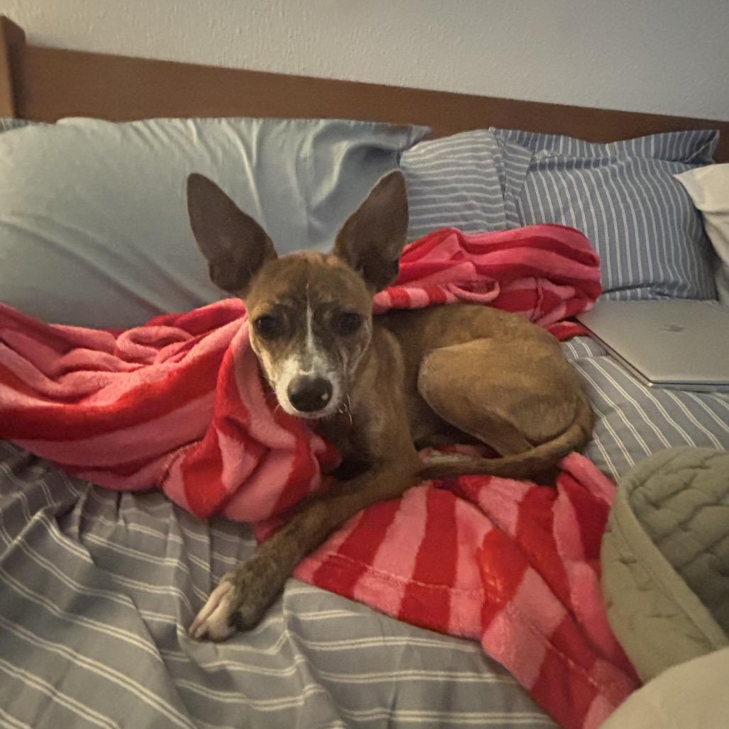 Enlarge Mathis, a Adoptable mixed breed in San Antonio, TX image 1/6