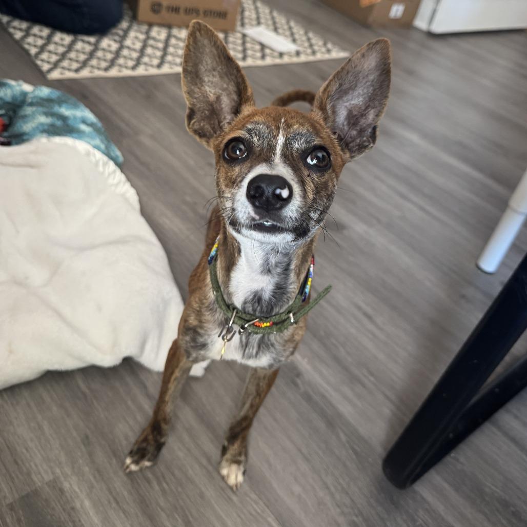 Enlarge Mathis, a Adoptable mixed breed in San Antonio, TX image 4/6