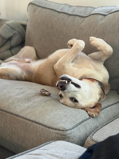 Enlarge Tutter, a Adoptable mixed breed in Palmyra, VA image 2/4