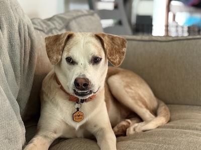 Enlarge Tutter, a Adoptable mixed breed in Palmyra, VA image 1/4