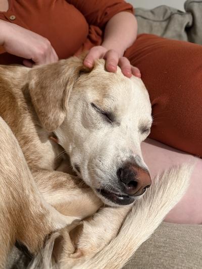 Enlarge Tutter, a Adoptable mixed breed in Palmyra, VA image 3/4