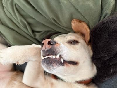 Enlarge Tutter, a Adoptable mixed breed in Palmyra, VA image 4/4