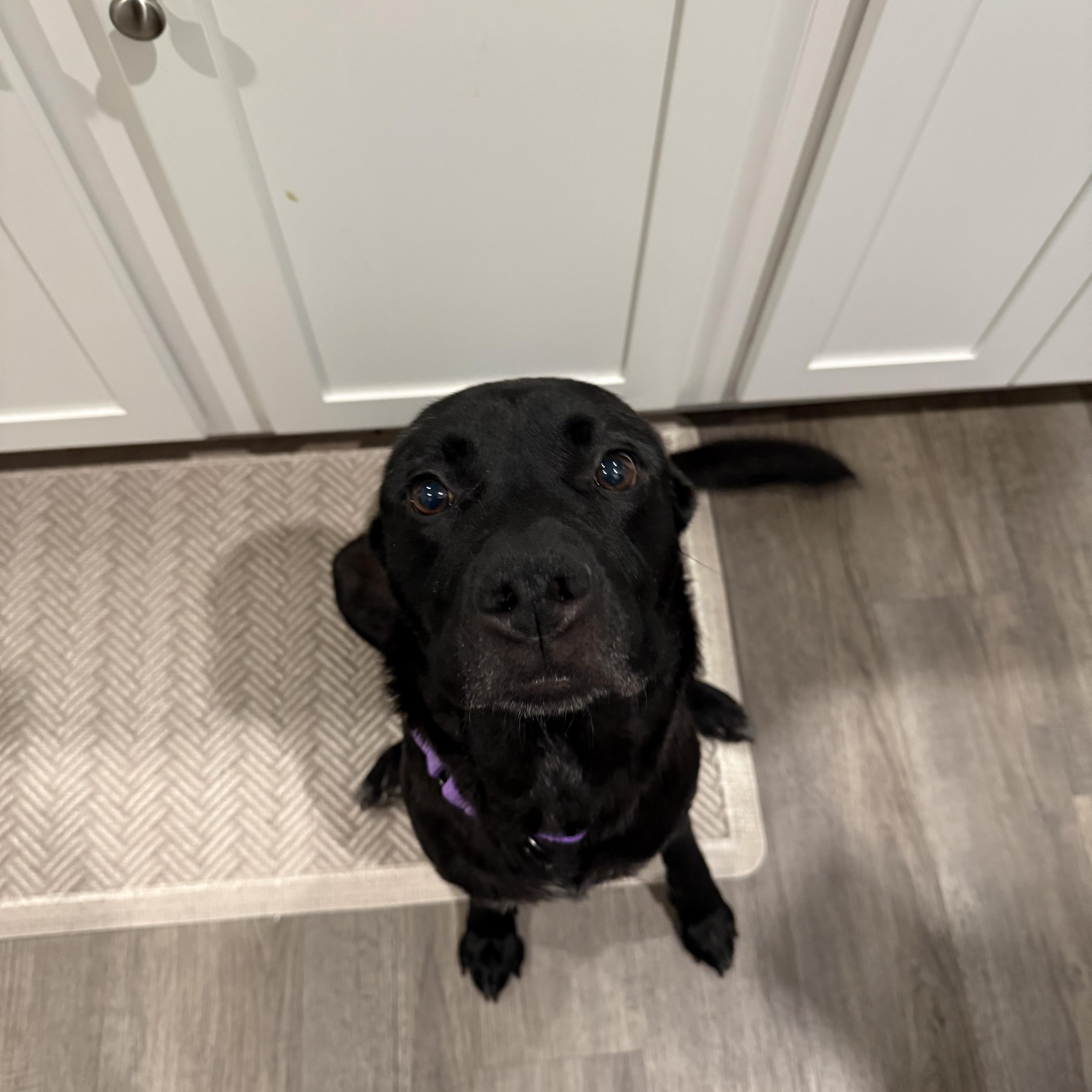 Enlarge Teagan, a ADOPTABLE mixed breed in Calabash, NC image 1/5