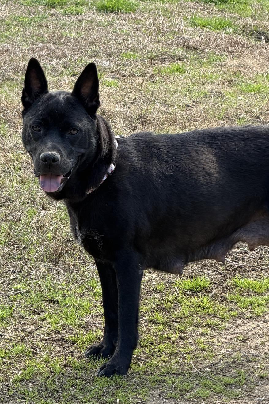 Enlarge Teagan, a ADOPTABLE mixed breed in Calabash, NC image 2/5