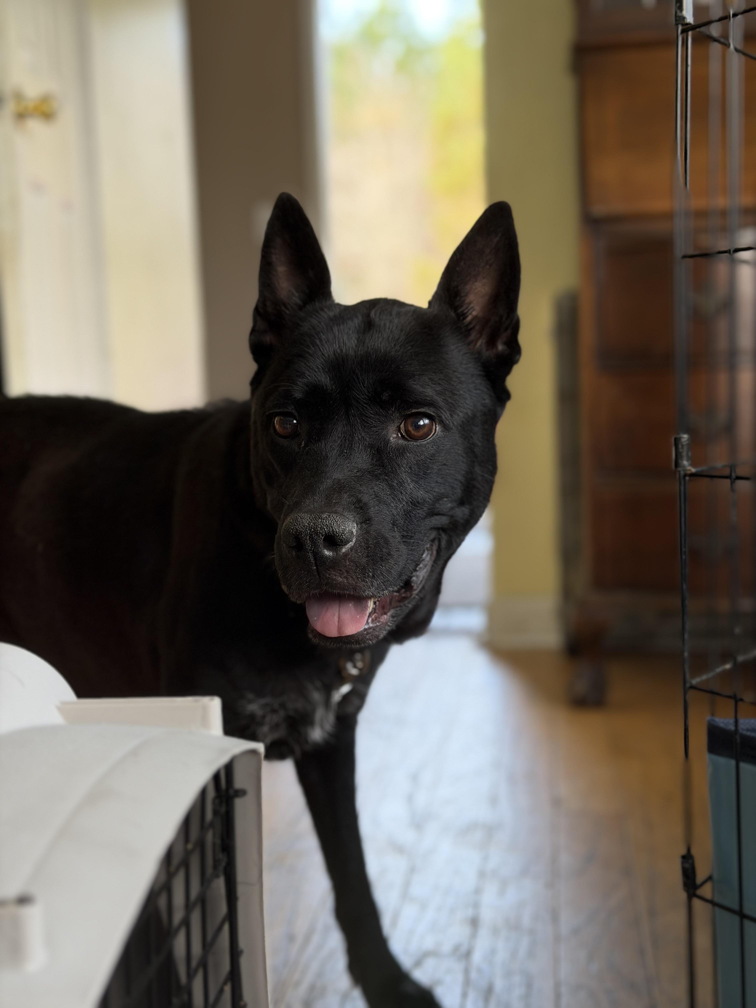 Enlarge Teagan, a ADOPTABLE mixed breed in Calabash, NC image 3/5