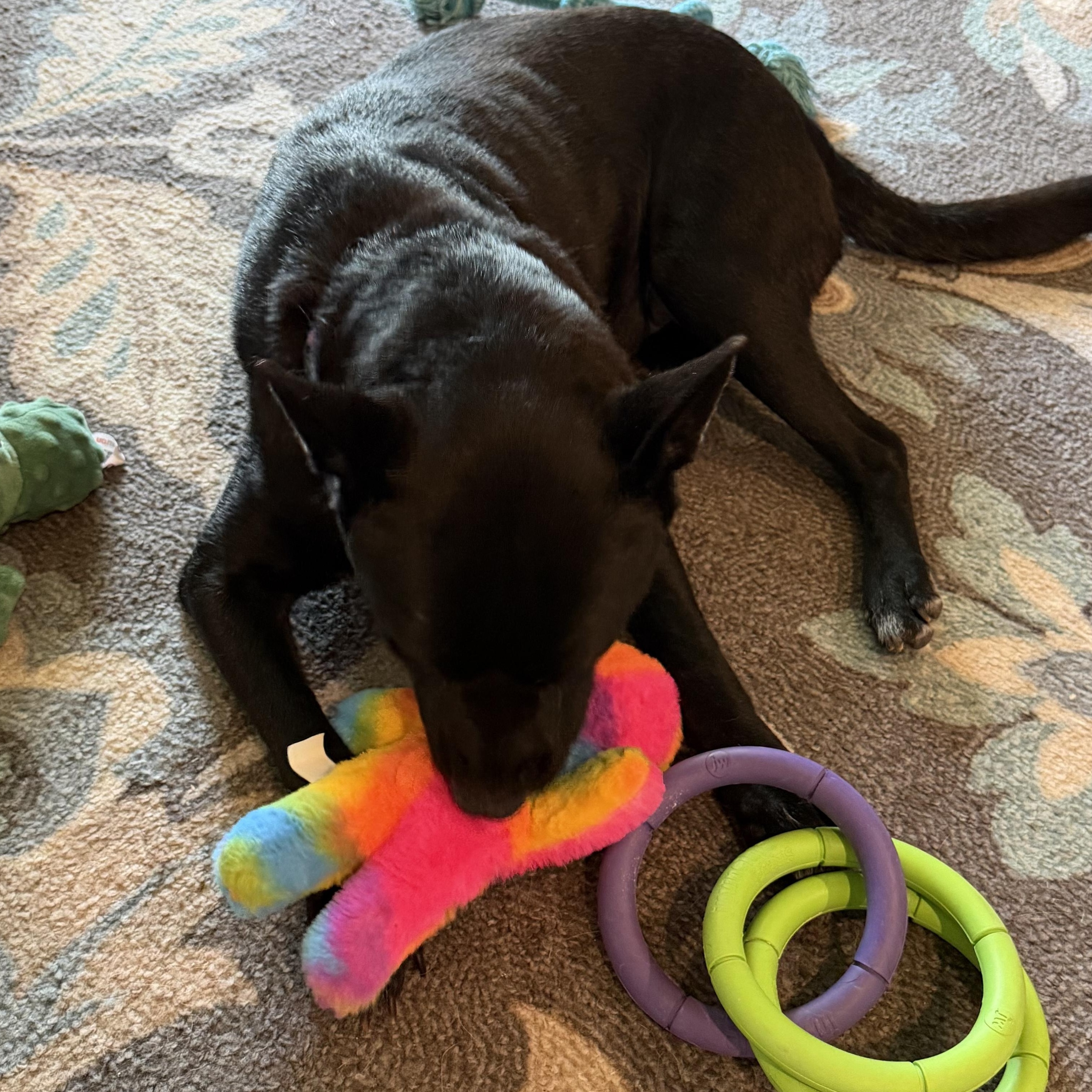 Enlarge Teagan, a ADOPTABLE mixed breed in Calabash, NC image 5/5