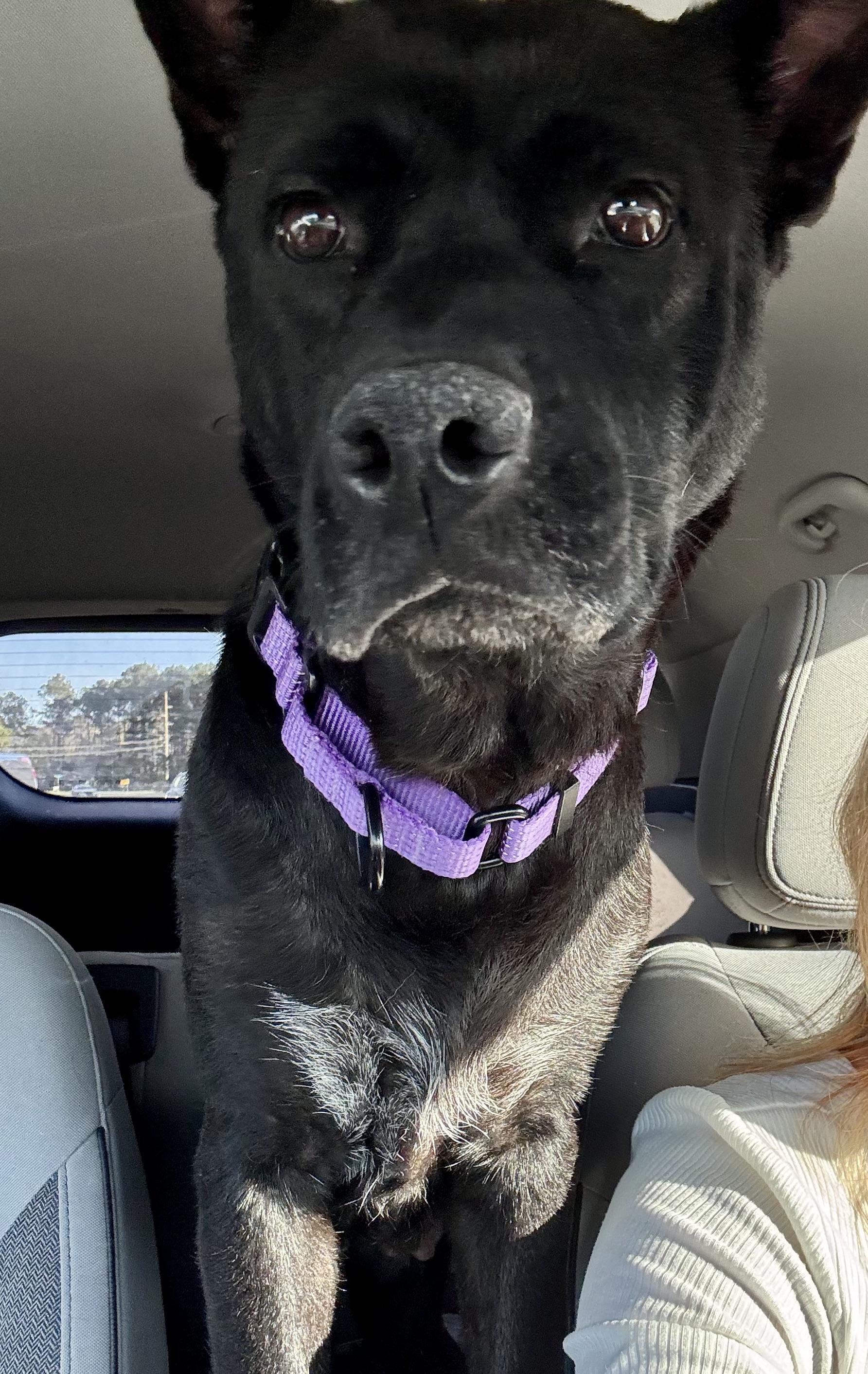 Enlarge Teagan, a ADOPTABLE mixed breed in Calabash, NC image 4/5